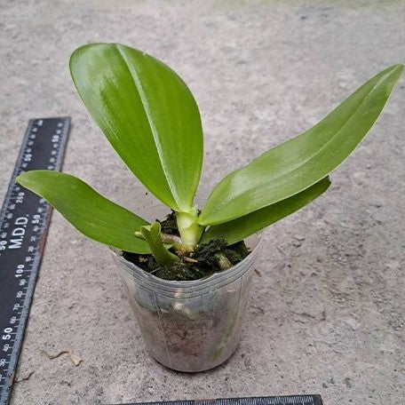 Phalaenopsis Lyndon Mix Zebra '830' 2.5" Fragrant