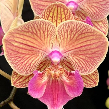 Phalaenopsis Tying Shin Eternal Star 'Golden Water' 2.5"