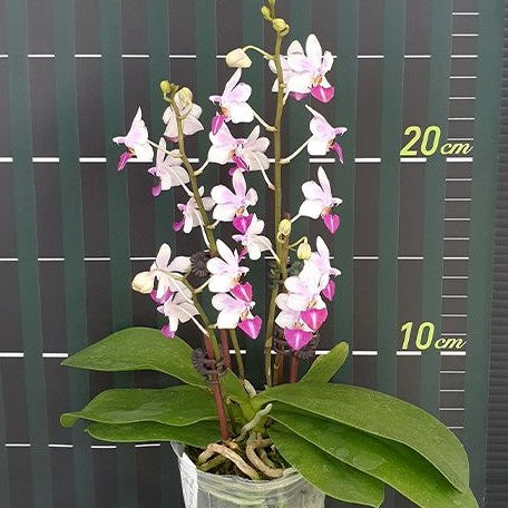 Phalaenopsis Anna Larati Soekardi 2.5"
