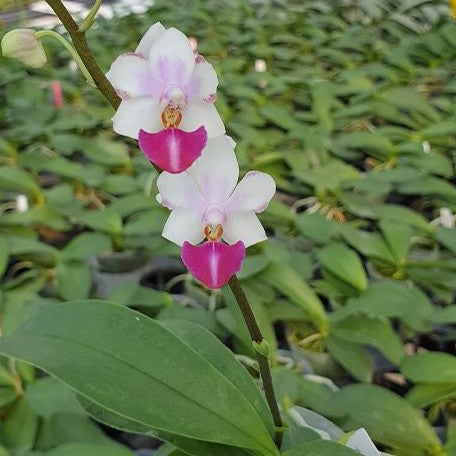 Phalaenopsis Anna Larati Soekardi 2.5"
