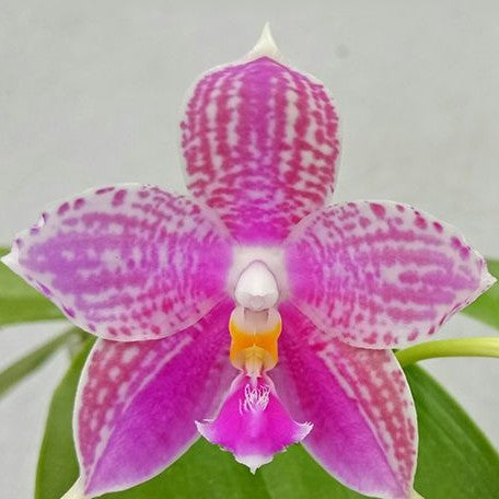 Phalaenopsis Lyndon Mix Zebra '824' 2.5"