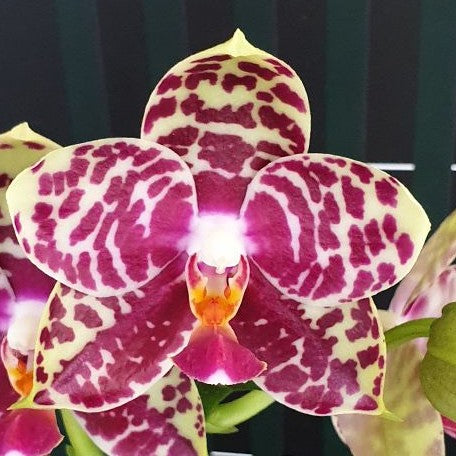 Phalaenopsis Sogo Lobby 2.5"