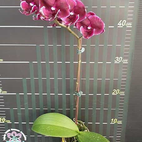 Phalaenopsis Fusheng Black Peacock 2.5"