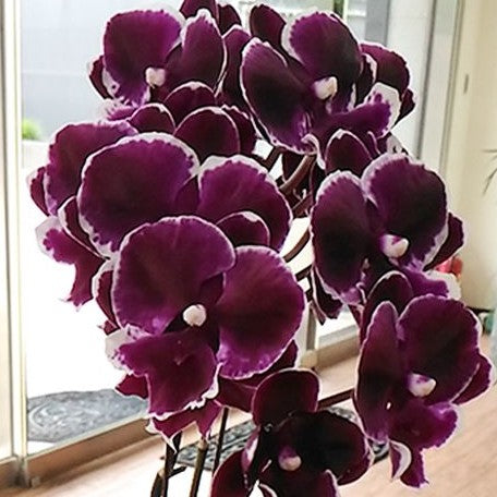 Phalaenopsis Fusheng Black Peacock 2.5"