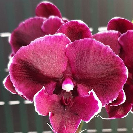 Phalaenopsis Fusheng Black Peacock 2.5"