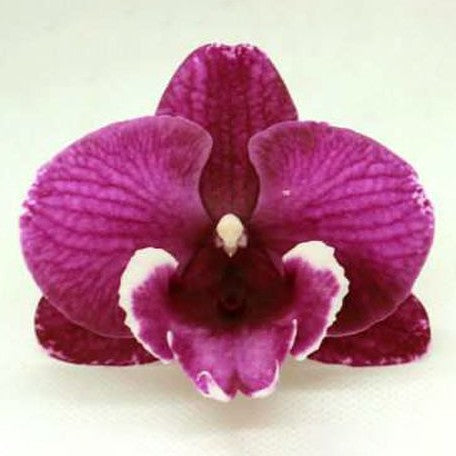 Phalaenopsis Tying Shin Black Bear 2.5"