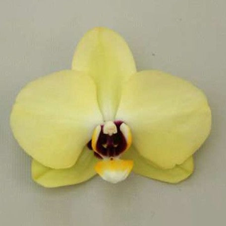 Phalaenopsis Yellow Crystal 2.5"