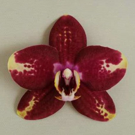 Phalaenopsis Bad Candy 2.5"