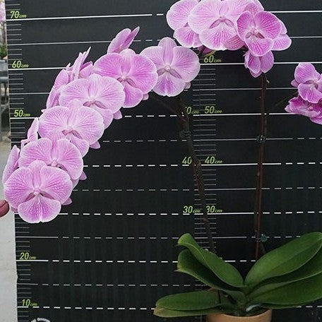 Phalaenopsis Miki Pink Planet '173' 2.5"