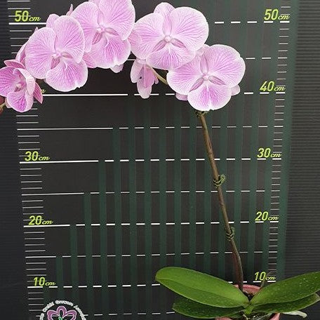 Phalaenopsis Miki Pink Planet '173' 2.5"