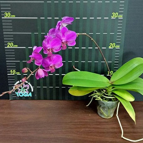 Phalaenopsis Queen Barry 2.5"