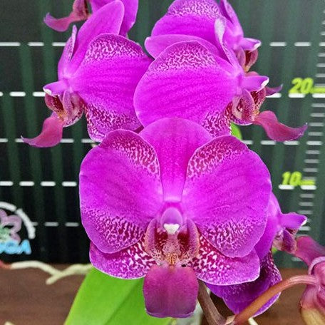 Phalaenopsis Queen Barry 2.5"