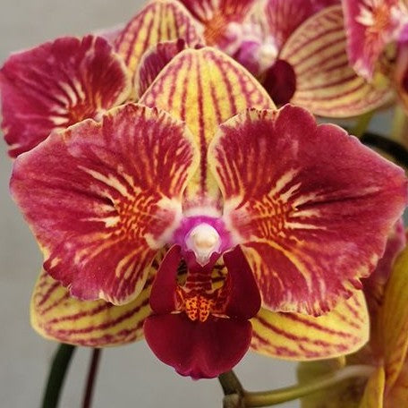 Phalaenopsis Fangmei Sweet (peloric 2 eyes) 2.5"