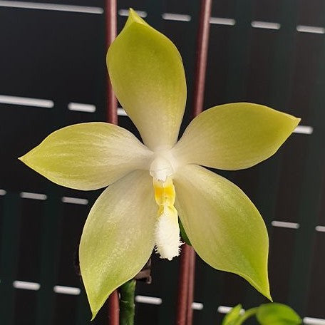 Phalaenopsis tetraspis 'Green' 2.5" Fragrant