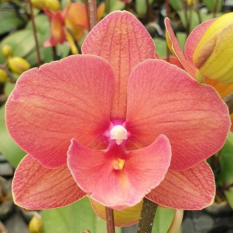 Phalaenopsis Charming Salmon '1320' 2.5"