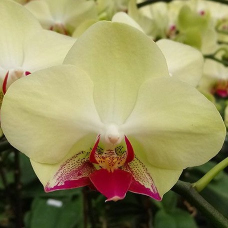 Phalaenopsis Fortune Saltzman (variation) 2.5"