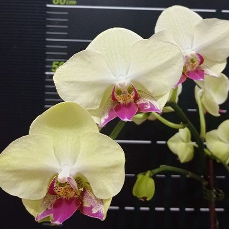 Phalaenopsis Fortune Saltzman (variation) 2.5"