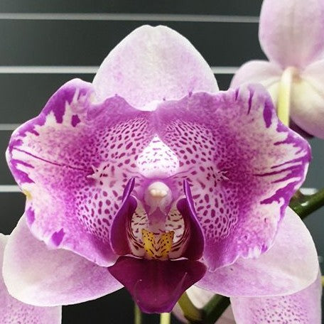 Phalaenopsis Miki Ice Cube 2.5"