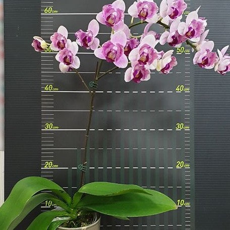 Phalaenopsis Miki Ice Cube 2.5"