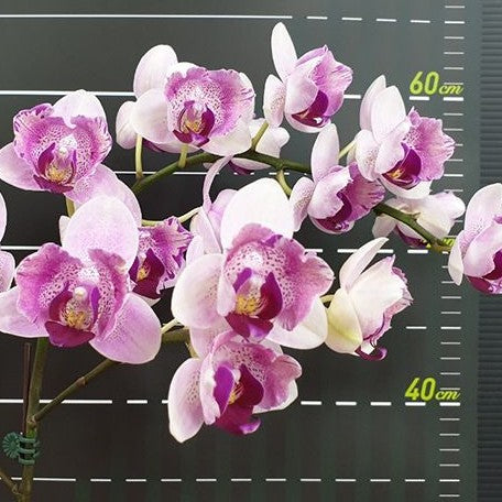 Phalaenopsis Miki Ice Cube 2.5"