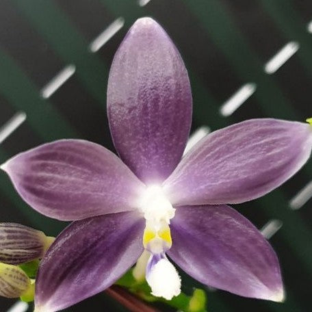 Phalaenopsis speciosa 'Purple Dream' 2.5"