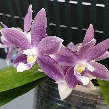 Phalaenopsis speciosa 'Purple Dream' 2.5"