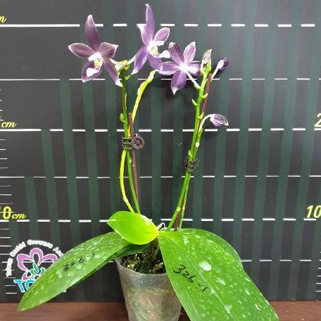 Phalaenopsis speciosa 'Purple Dream' 2.5"