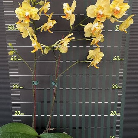 Phalaenopsis Little Emperor '3094' (peloric 2 eyes) 2.5"