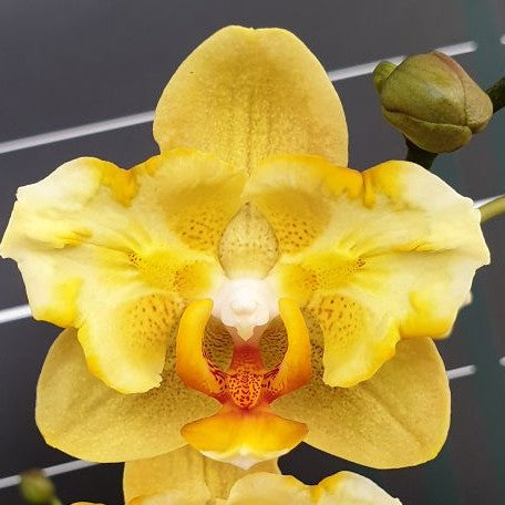 Phalaenopsis Little Emperor '3094' (peloric 2 eyes) 2.5"