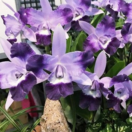 Laeliocattleya Cariad's Mini Quinee 'Angel Kiss' 2.5"