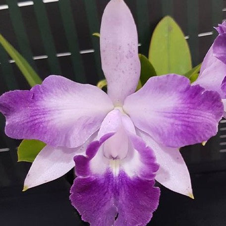 Laeliocattleya Cariad's Mini Quinee 'Angel Kiss' 2.5"