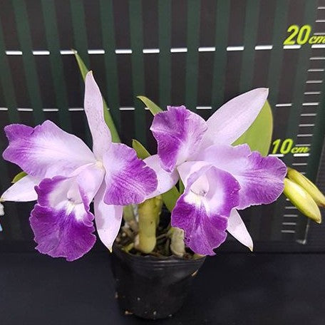 Laeliocattleya Cariad's Mini Quinee 'Angel Kiss' 2.5"