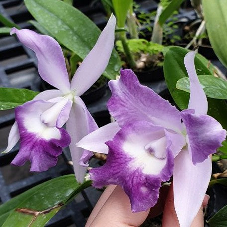 Laeliocattleya Cariad's Mini Quinee 'Angel Kiss' 2.5"