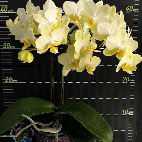 Phalaenopsis Pure Moon 'Green Pixie' 2.5"