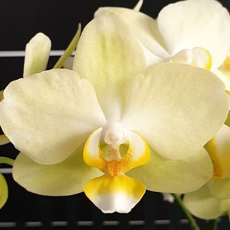 Phalaenopsis Pure Moon 'Green Pixie' 2.5"