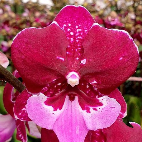 Phalaenopsis Chia Shing Hot Kiss '256' 2.5"