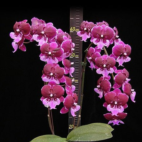 Phalaenopsis Chia Shing Hot Kiss '256' 2.5"