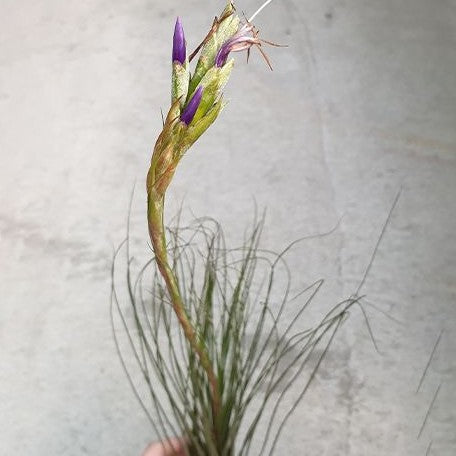 Tillandsia juncifolia bareroot