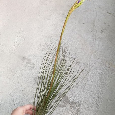 Tillandsia juncifolia bareroot