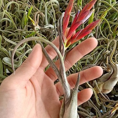 Tillandsia caput medusae bareroot