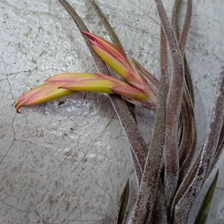 Tillandsia caput medusae bareroot