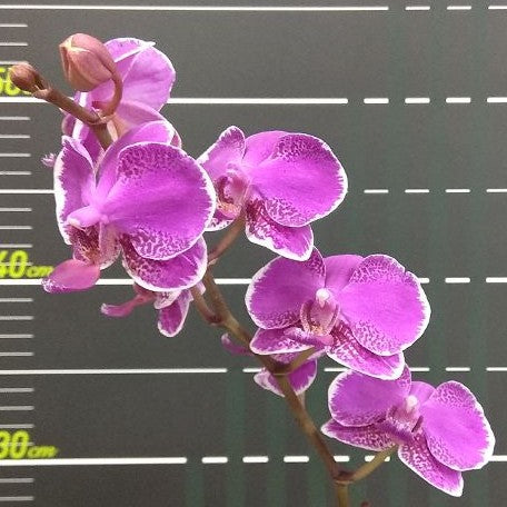 Phalaenopsis Queen Barry 'White Edge' 2.5"