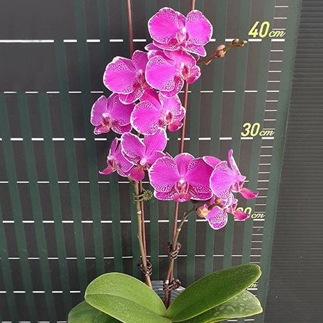 Phalaenopsis Queen Barry 'White Edge' 2.5"