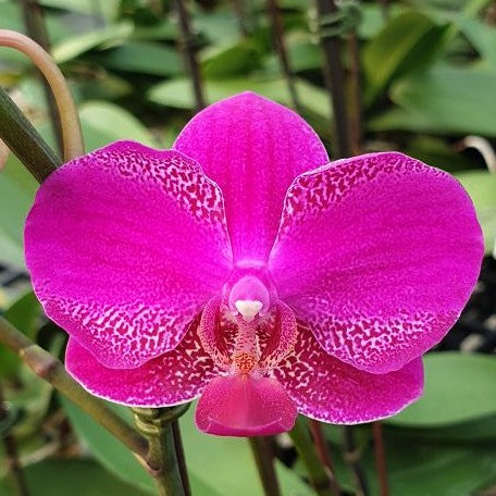 Phalaenopsis Queen Barry 'White Edge' 2.5"