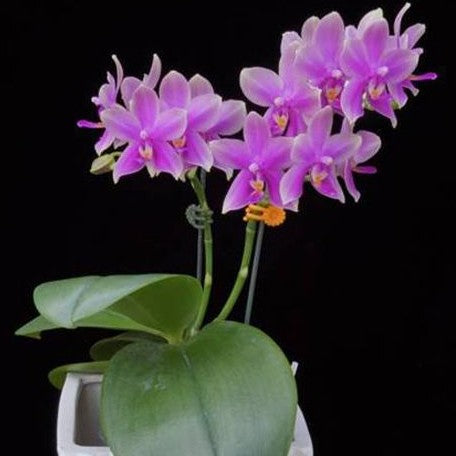 Phalaenopsis Timothy Christopher × bellina 2.5"