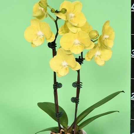 Phalaenopsis Younghome Lemon Yellow 3.0"