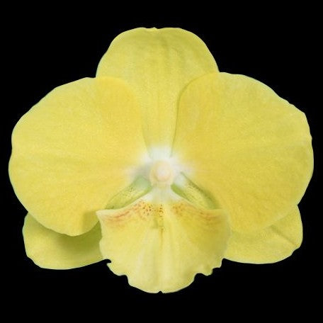 Phalaenopsis Younghome Lemon Yellow 3.0"
