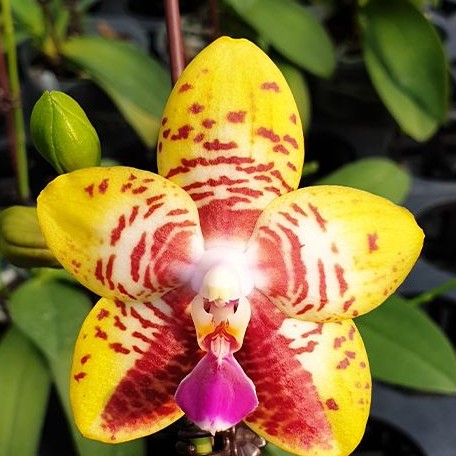 Phalaenopsis Orchid World (3913P:G)