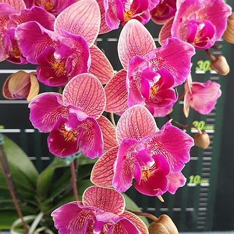 Phalaenopsis Tiannong Golden Vivien '957' (peloric 2 eyes) 2.5"