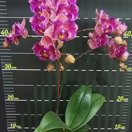 Phalaenopsis Tiannong Golden Vivien '957' (peloric 2 eyes) 2.5"